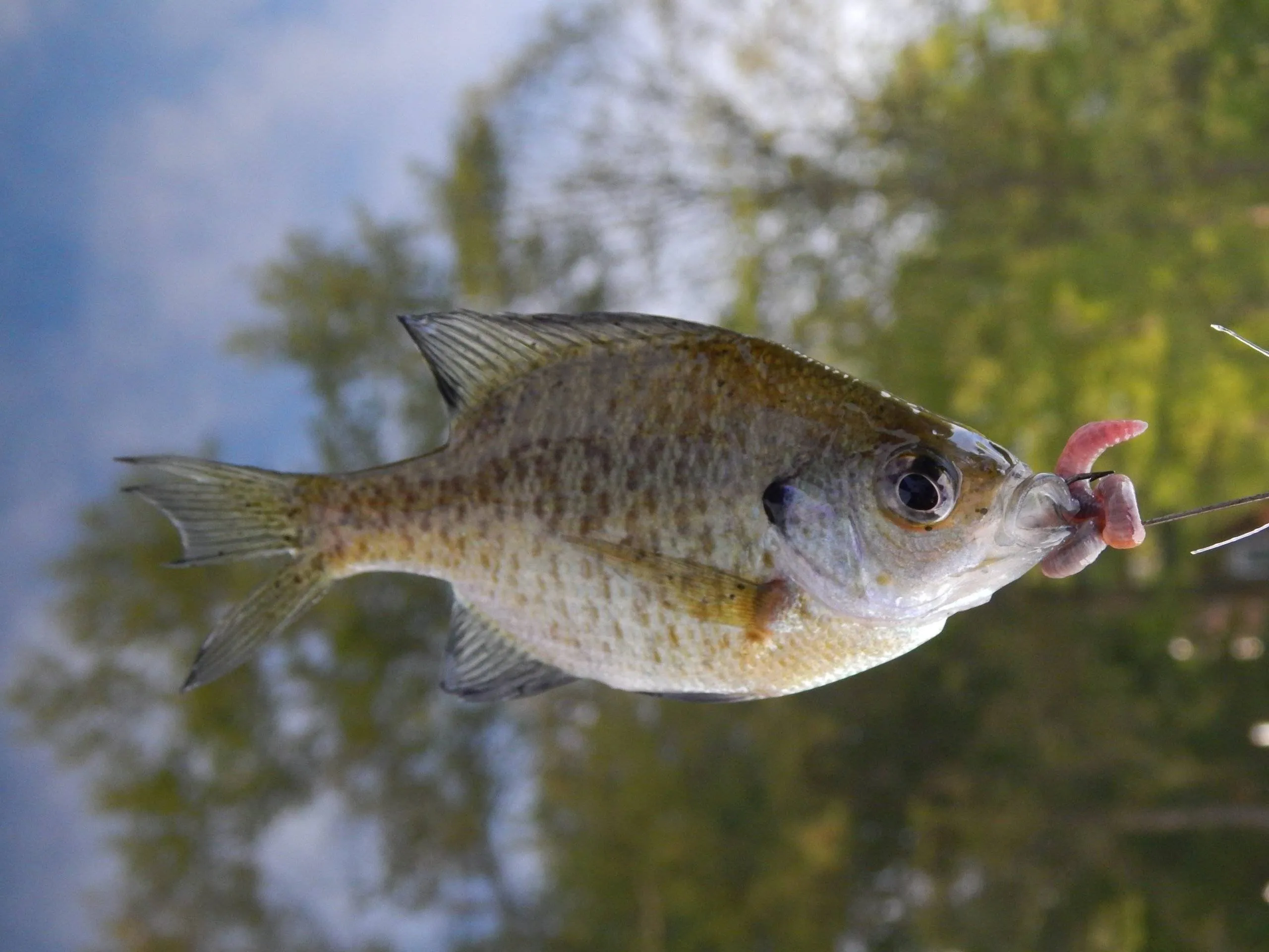 Bluegills scaled