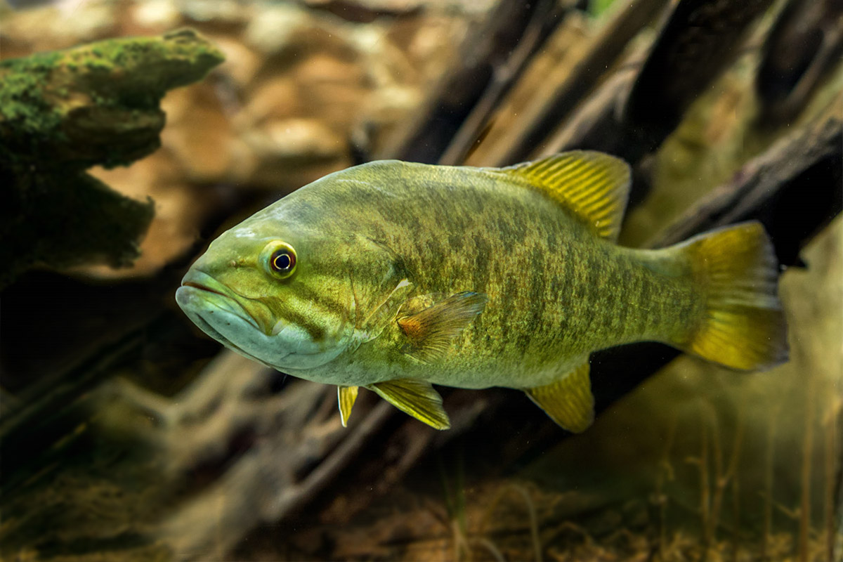 smallmouth bass in pond